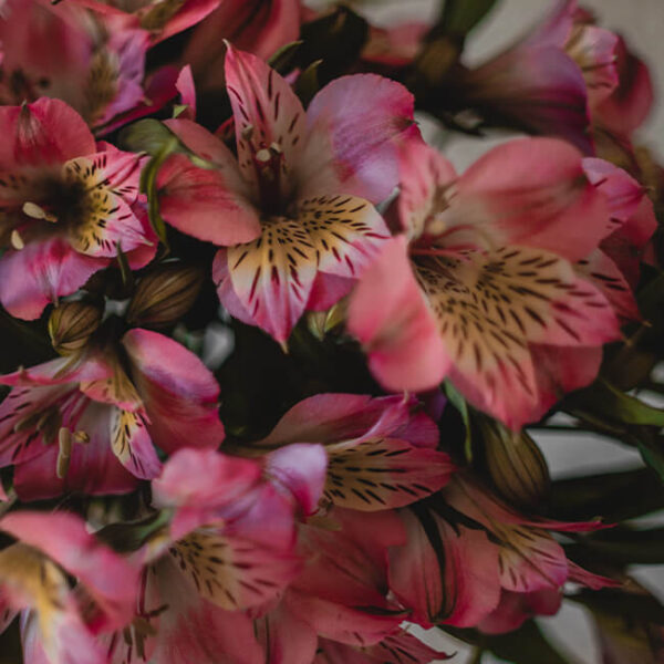 Alstroemeria -White