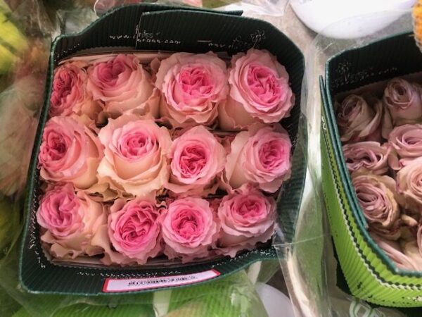 IMG_6125 Rose Pink -Bunch