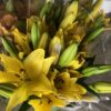 Lilium Asiatic Assorted