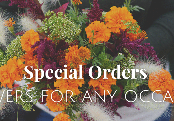 Website+banner+(4) Special Orders