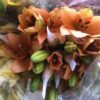 Lilium Asiatic Assorted