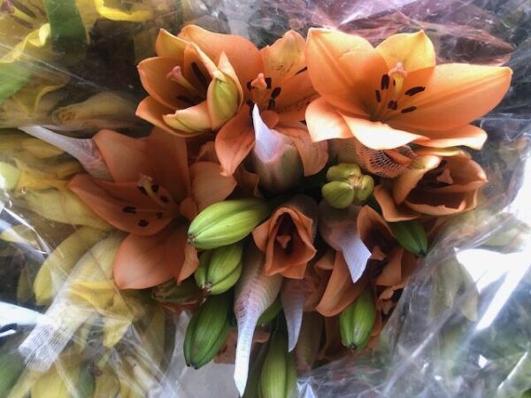 Lilium Asiatic Assorted