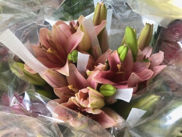 lilium pink-orange01 Lilium Oriental Assorted