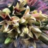 lilium yellow-white01 Lilium Oriental Assorted