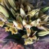 lilium yellow-white02 Lilium Oriental Assorted