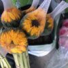 Sunflower Select